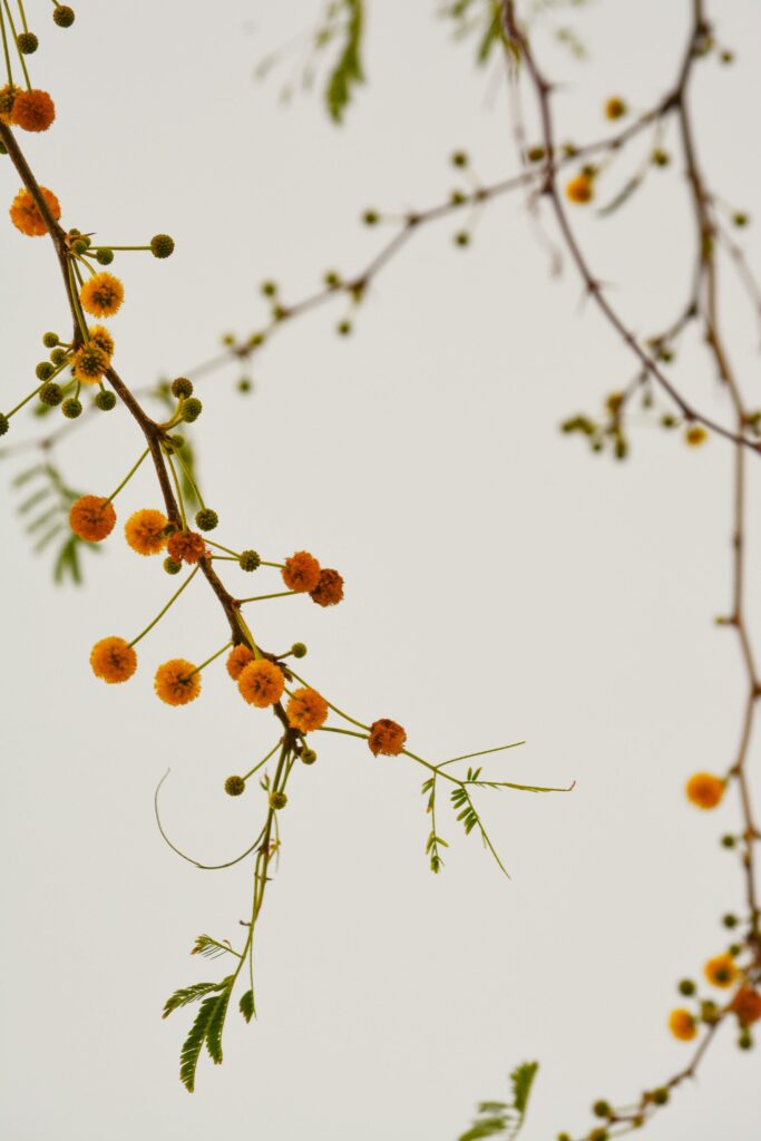 plant on limbs. with berries.