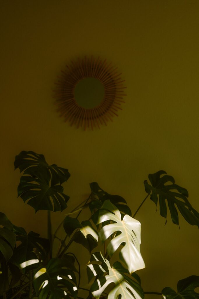 green plants in front of green wall. super pretty and olive.