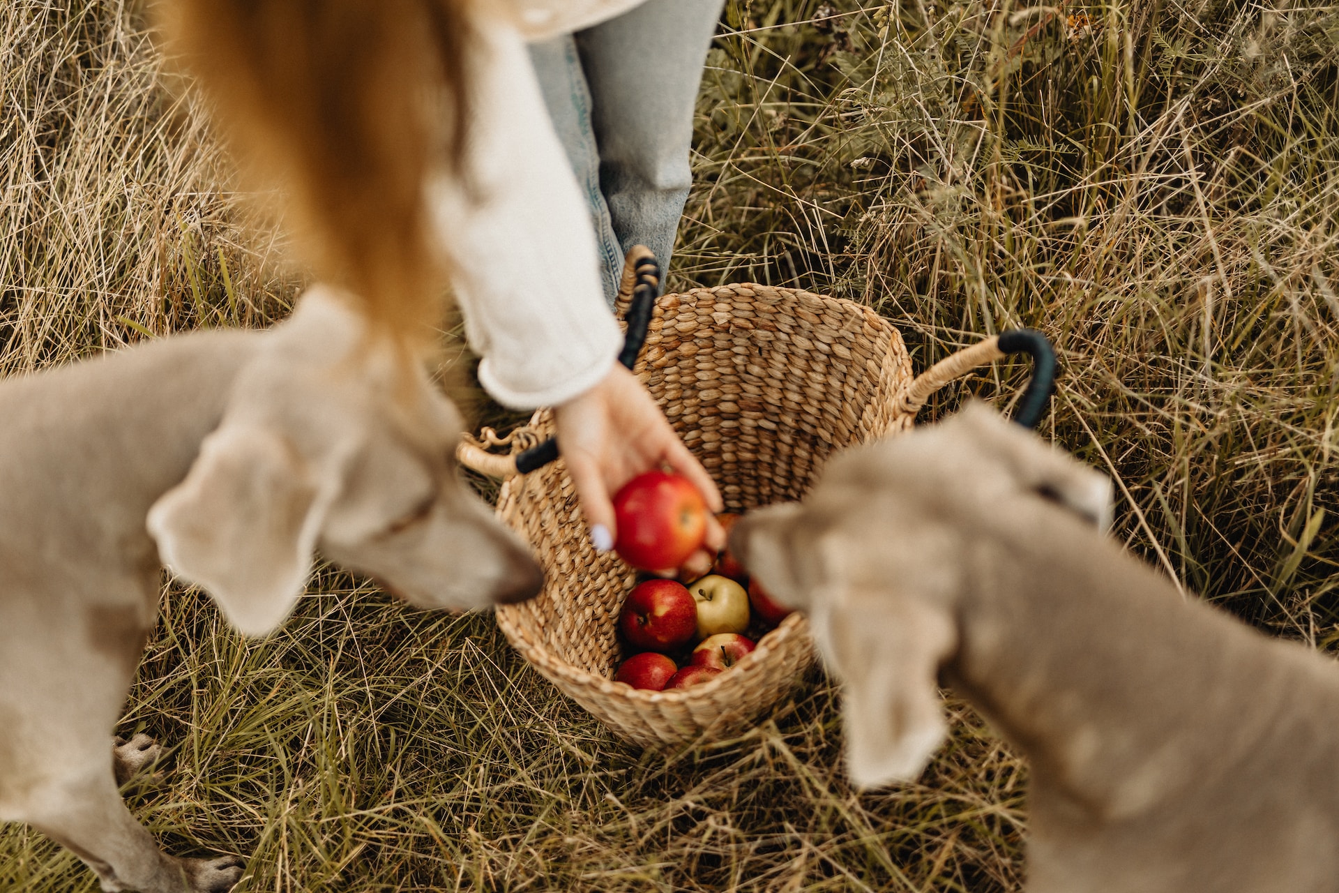 applies going into basket. woman's hand and 2 dogs blurry